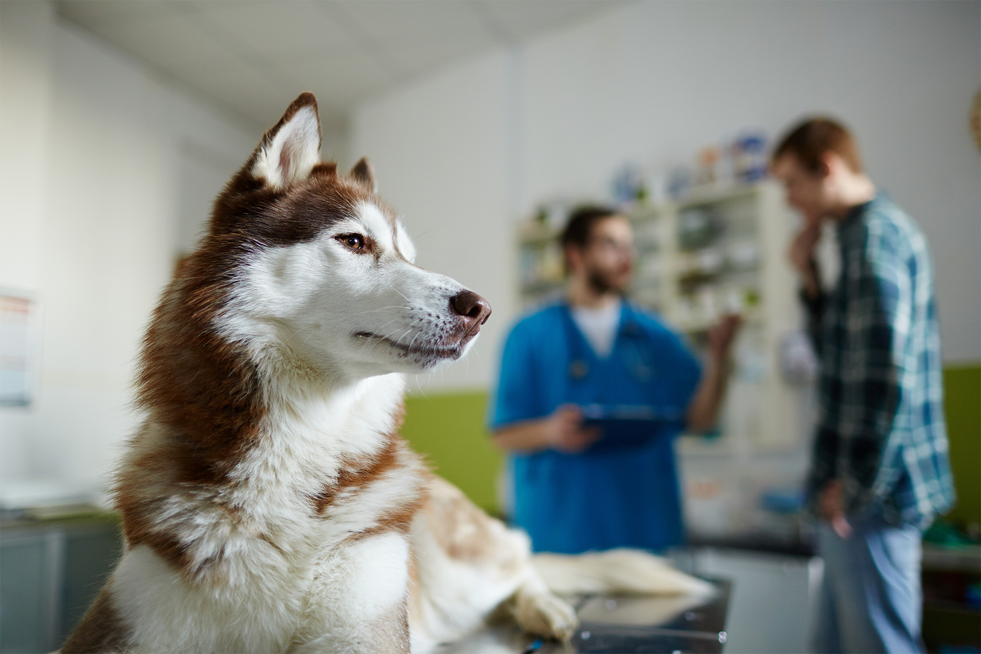 Dogzilla Blog - A leggyakoribb betegségekről